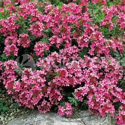 بذر گل‌های سنگی میکس