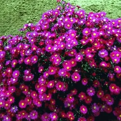 بذر گل‌های سنگی میکس