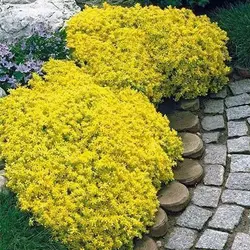 بذر گل‌های سنگی میکس