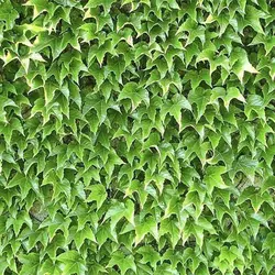 بذر پیچک ژاپنی