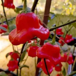 بذر فلفل زنگوله ای