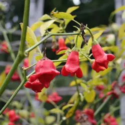 بذر فلفل زنگوله ای