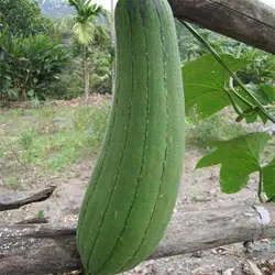 بذر گیاه لوفا