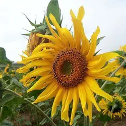 بذر آفتابگردان شمشیری