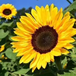 بذر آفتابگردان شمشیری