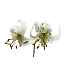 بذر گل لیلیوم چلچراغ