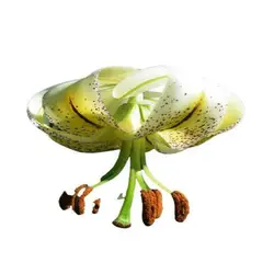 بذر گل لیلیوم چلچراغ