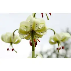 بذر گل لیلیوم چلچراغ