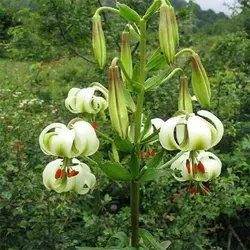 بذر گل لیلیوم چلچراغ