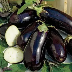 بذر بادمجان سیاه زیبا