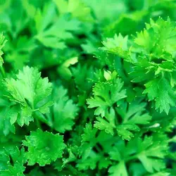 بذر جعفری ایتالیایی