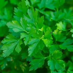 بذر جعفری ایتالیایی