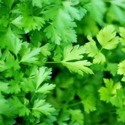 بذر جعفری ایتالیایی