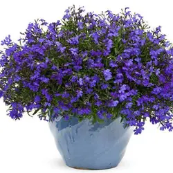 بذر گل لوبلیا ارینوس