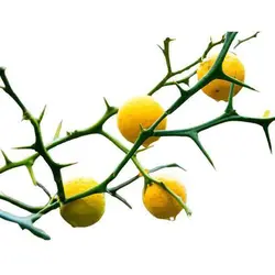 بذر نارنج اژدهای پرنده