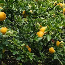 بذر نارنج اژدهای پرنده