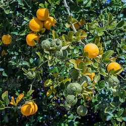 بذر نارنج اژدهای پرنده