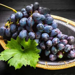 بذر انگور ژاپنی کیوهو