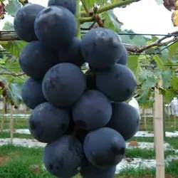 بذر انگور ژاپنی کیوهو