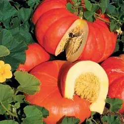 بذر کدو مربایی