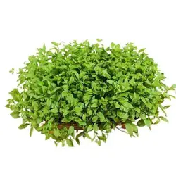 بذر میکروگرین جعفری