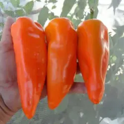 بذر فلفل دلمه ای نارنجی ایتالیایی
