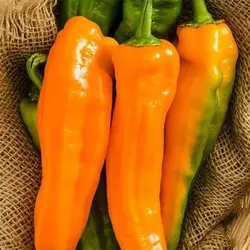 بذر فلفل دلمه ای نارنجی ایتالیایی