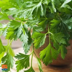 بذر جعفری فرنگی