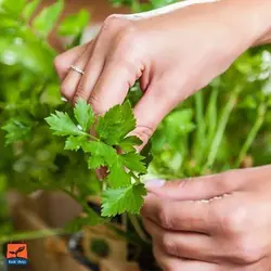 بذر جعفری فرنگی