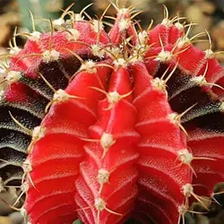 بذر کاکتوس ژمینو کالیسیوم میهانوویچی هیبرید