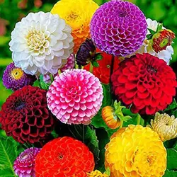 بذر گل کوکب منگوله ای