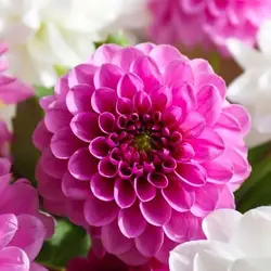 بذر گل کوکب منگوله ای