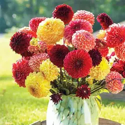 بذر گل کوکب منگوله ای