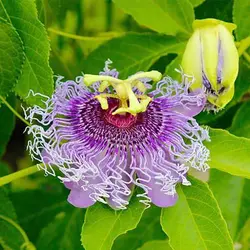 بذر پیچ گل ساعتی بنفش