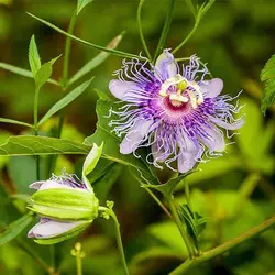 بذر پیچ گل ساعتی بنفش