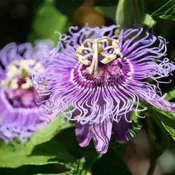 بذر پیچ گل ساعتی بنفش