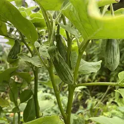 بذر بادمجان راگبی تایلندی