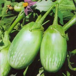 بذر بادمجان راگبی تایلندی