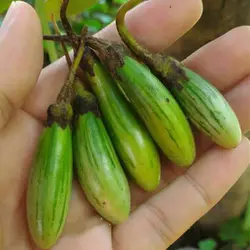بذر بادمجان راگبی تایلندی