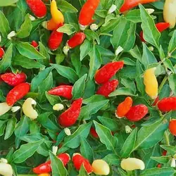 بذر فلفل زینتی سبز