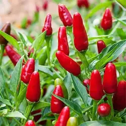 بذر فلفل زینتی سبز