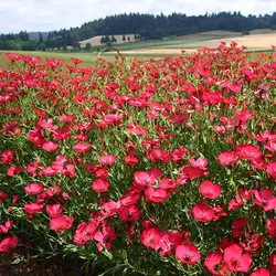 بذر گل کتان سرخ