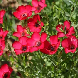 بذر گل کتان سرخ