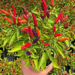 بذر فلفل سان گری