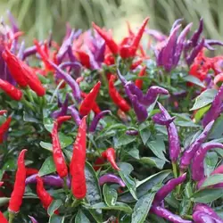 بذر فلفل سان گری