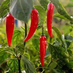 بذر فلفل تند تایلندی