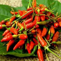 بذر فلفل تند تایلندی