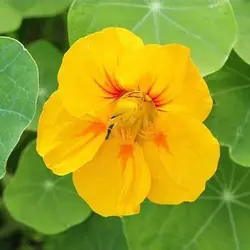بذر گل لادن خوراکی