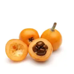 بذر درخت ازگیل ژاپنی