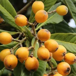 بذر درخت ازگیل ژاپنی